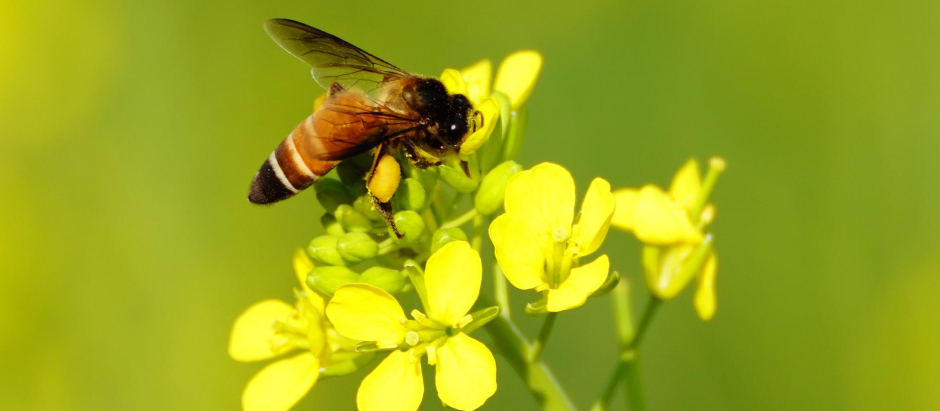 Una abeja poliniza una flor
