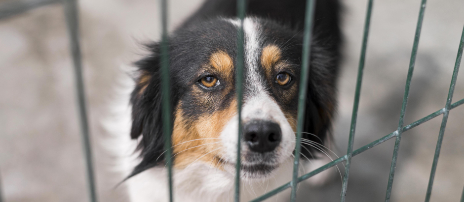 Un perro en el interior de una jaula
