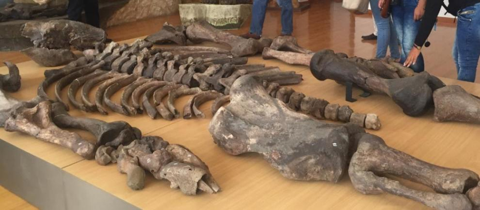 Los restos del Megaterio del Museo Arqueológico de Ecuador