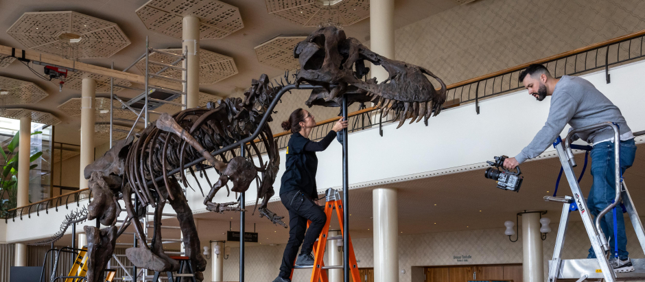 Instalación del esqueleto del dinosaurio, este martes en Zúrich