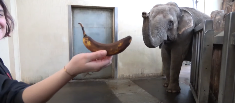 La elefanta Pang Pha, en un fragmento del video que prueba su habilidad