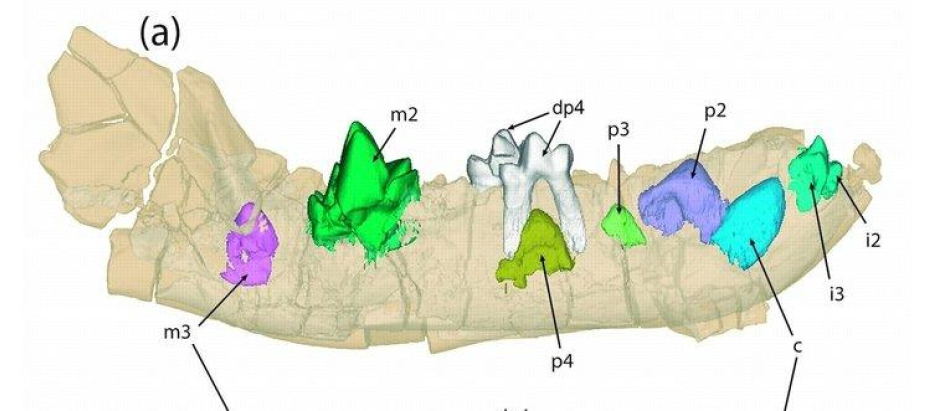 Morfología de las piezas dentales del especimen