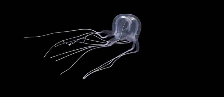 La nueva especie de medusa descubierta, Tripedalia maipoensis