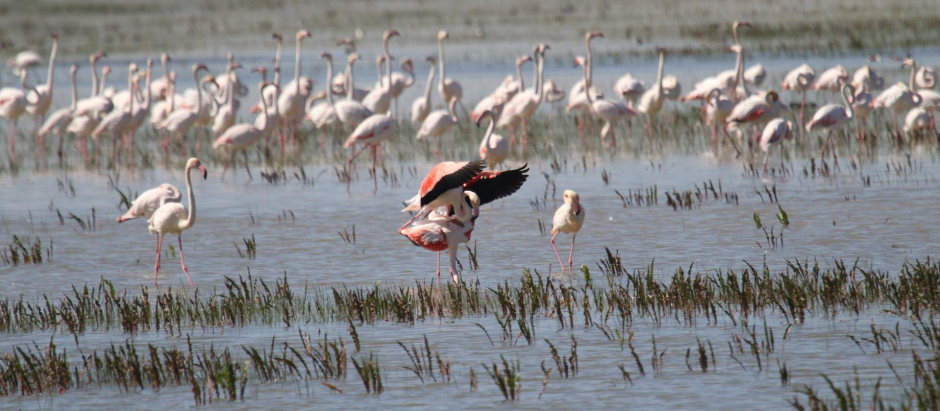 Parque nacional de Doñana, 10 937 reseñas. La enorme variedad de ecosistemas de Doñana es uno de los grandes atractivos de este parque nacional. En un mismo día, los visitantes pueden adentrarse en paisajes tan diferentes como marismas, lagunas, dunas móviles, cotos y playas vírgenes, por mencionar algunos. Además, esta zona protegida es una parada clave en las rutas migratorias de aves entre África y Europa, por lo que es un auténtico paraíso para los amantes de la observación de aves. En el parque también habitan especies en peligro de extinción tan emblemáticas como el águila imperial y el lince ibérico.
