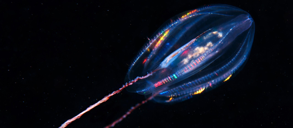 Un ejemplar de ctenóforo, más conocido como medusa peine