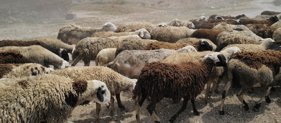 Imagen de archivo de unas ovejas en el campo de Belchite, en Zaragoza