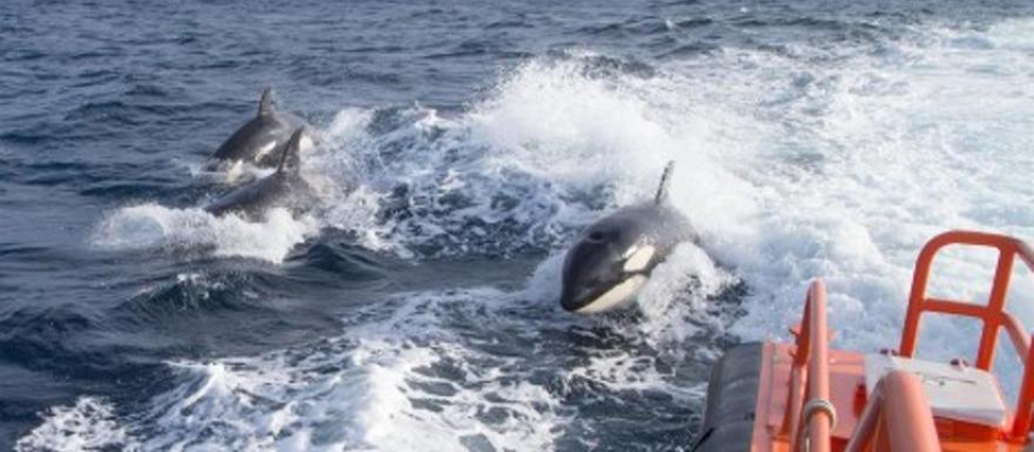 Un grupo de orcas acosa un barco en el Estrecho
