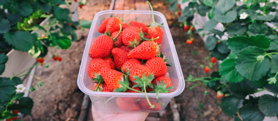 Fresas