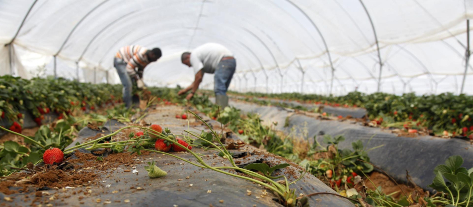 Trabajadores recogiendo fresas en un invernadero.