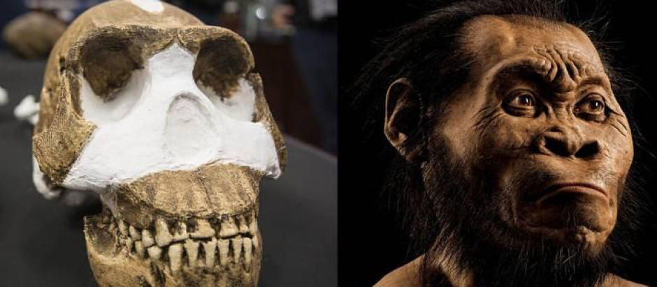 Cráneo y recreación por ordenador del Homo nadeli