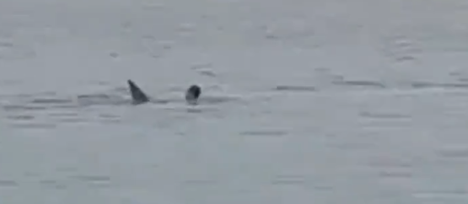 Imagen del momento en el que el tiburón atacaba al turista ruso