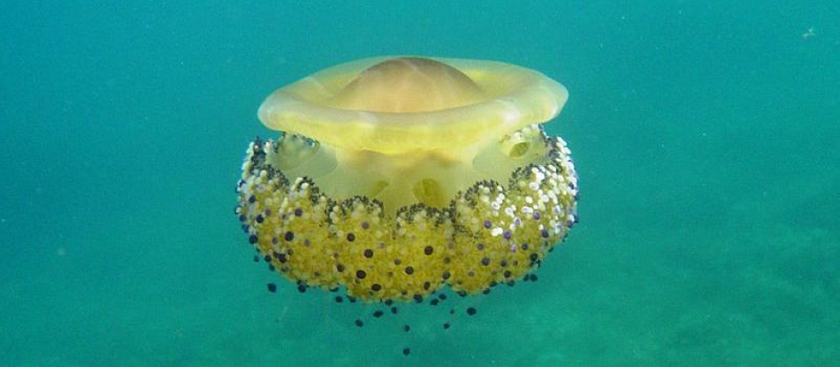 Imagen de la llamada medusa huevo frito