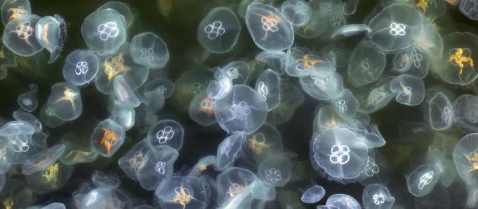Cuál es la medusa más peligrosa del mundo y qué hacer si me pica