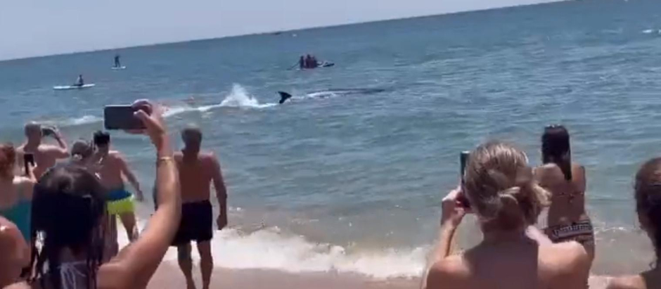 Una orca sorprende a los bañistas en una playa de Huelva