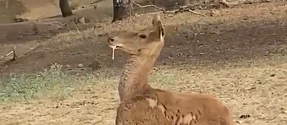 Un ciervo infectado por la EHE expulsa espuma por la boca
