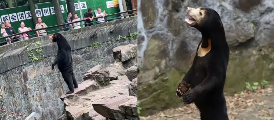 El aspecto 'humano' de un oso malayo del zoo hizo creer que se trataba de un trabajador disfrazado