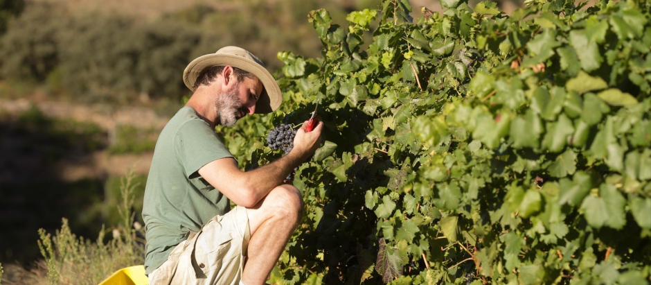Un vendimiador y cosechero recoge racimos de garnacha en Lugo.