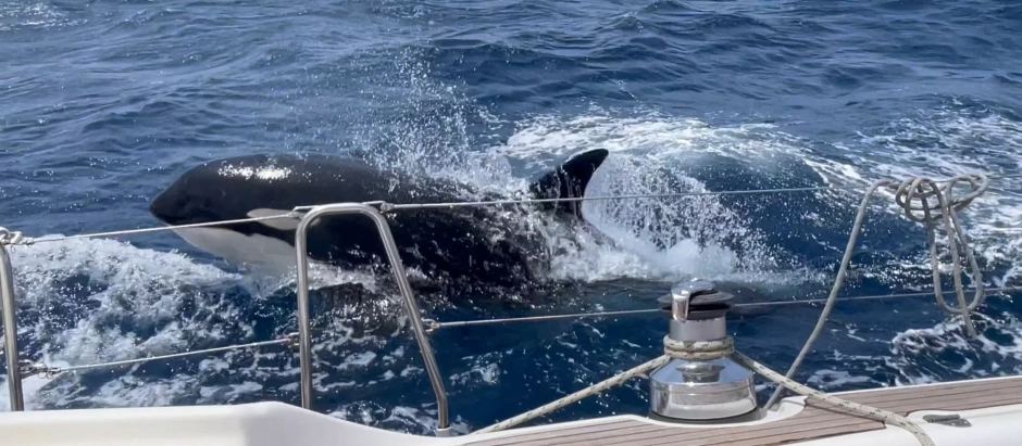 Una orca acecha una embarcación, en una imagen de archivo
