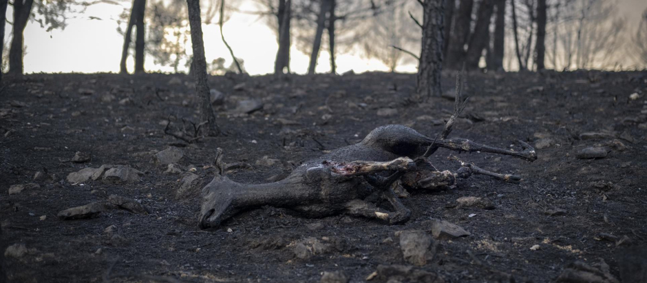 Un ciervo calcinado en el incendio de la Sierra de Culebra (Zamora) en 2022