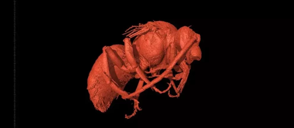 Vista lateral de un macho por tomografía microcomputerizada de rayos X