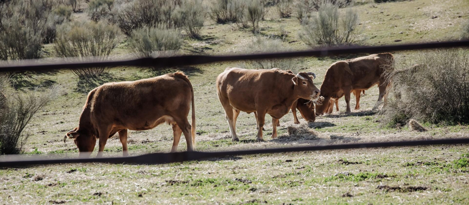 Varias vacas pastando en una actividad ganadera extensiva en Colmenar Viejo