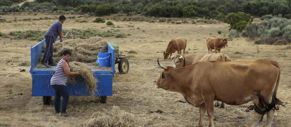 La ganadera de Codesal trabaja con su ganado en el marco donde la EHE que afecta al vacuno se ha extendido en unos meses por toda la Península
