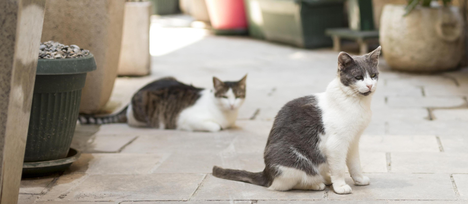 Dos gatos en el patio interior de una vivienda