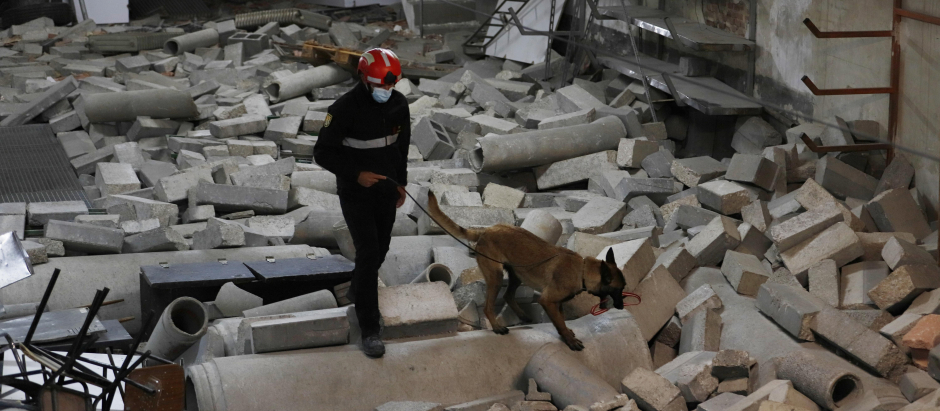Uno de los perros especialistas en la búsqueda de personas tras un terremoto en pleno entrenamiento