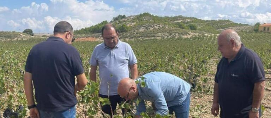 Explotaciones agrarias afectadas por el granizo en Albacete