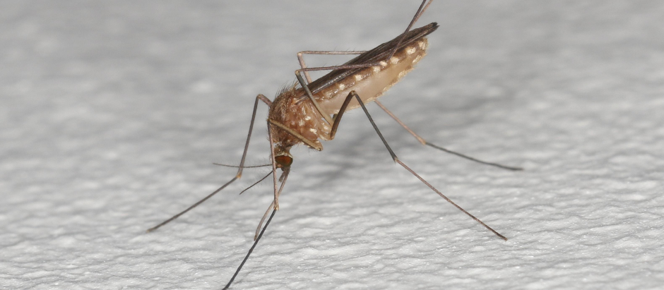 Culex pipiens, el mosquito transmisor del virus del Nilo Occidental