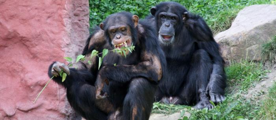 Una pareja de chimpancés