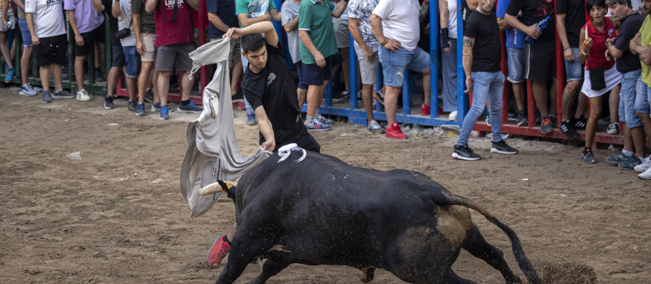 Los bous al carrer en la localidad castellonense de L'Alcora