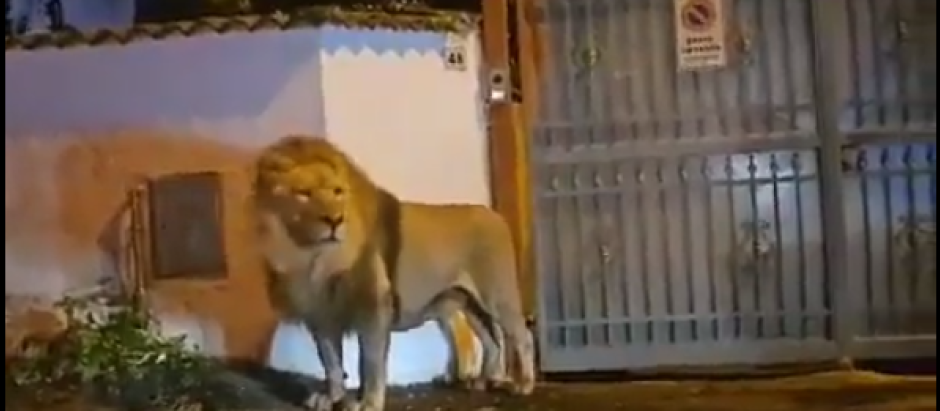 León encontrado en Roma