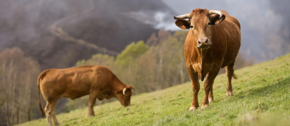 Varias vacas pastan en Galicia