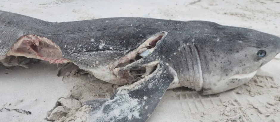 Tiburón supuestamente depredado por una orca en Sudáfrica