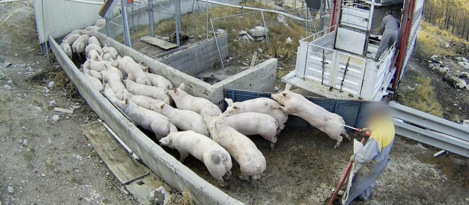 La granja porcina de Quintanilla del Coco (Burgos) denunciada