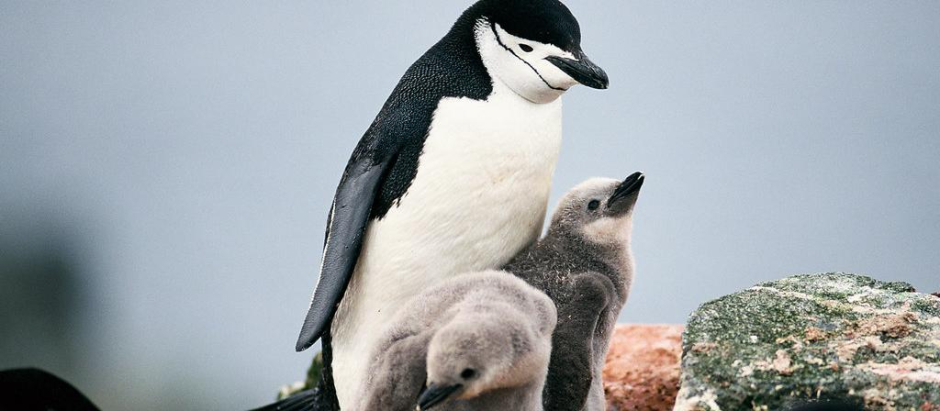 Un pingüino de barbijo con sus crías