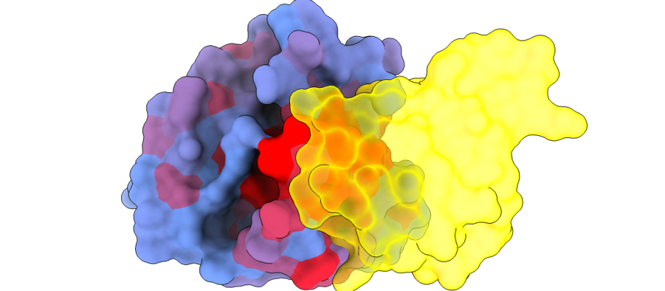 La proteína humana KRAS (azul) interactuando con RAF1 (amarillo)