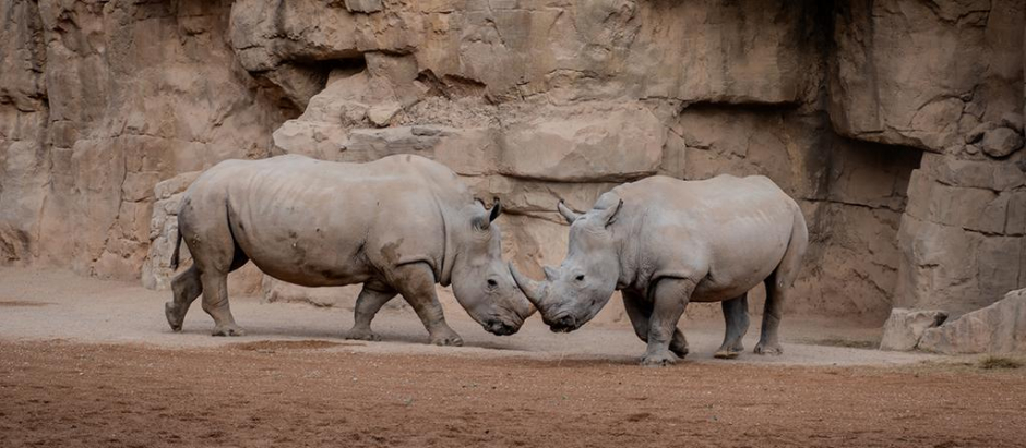 Imagen de los dos nuevos ejemplares de rinocerontes del Bioparc de Valencia
