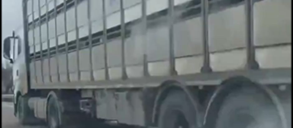 Imagen del vehículo de transporte de ganado