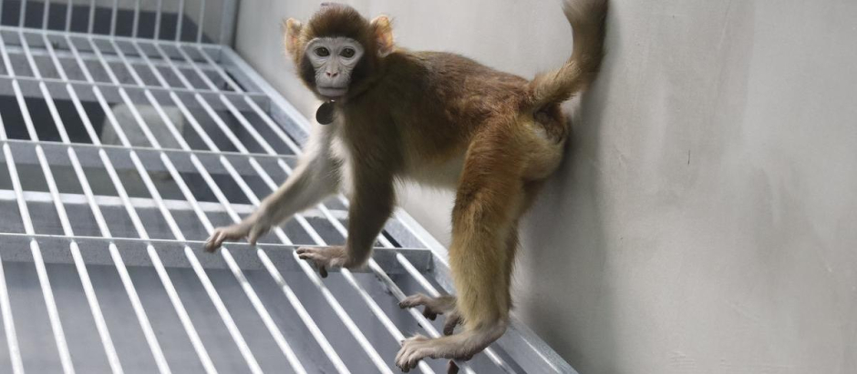 Retro, el mono Rhesus clonado por los científicos chinos, que tiene ya dos años de vida
