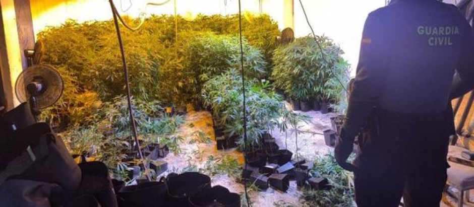 Desmantelada una plantación de marihuana con más de 900 plantas en una vivienda en obras en Altea, Alicante