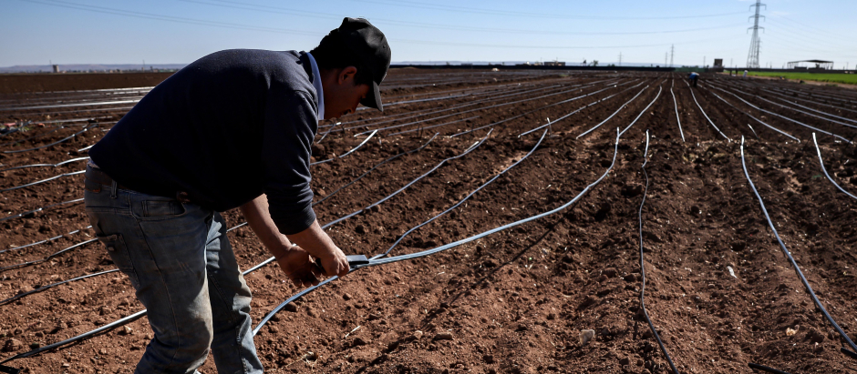 Un agricultor instala un sistema de goteo en un campo de patatas en Berrechid