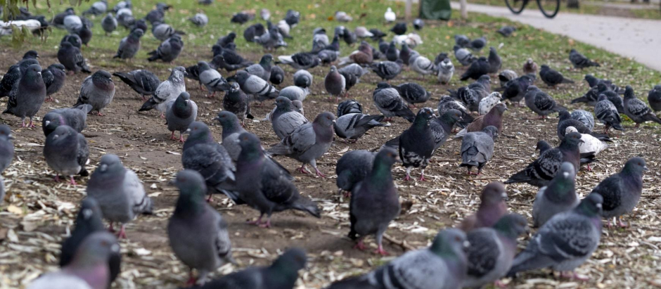 Un montón de palomas en un parque de Viena