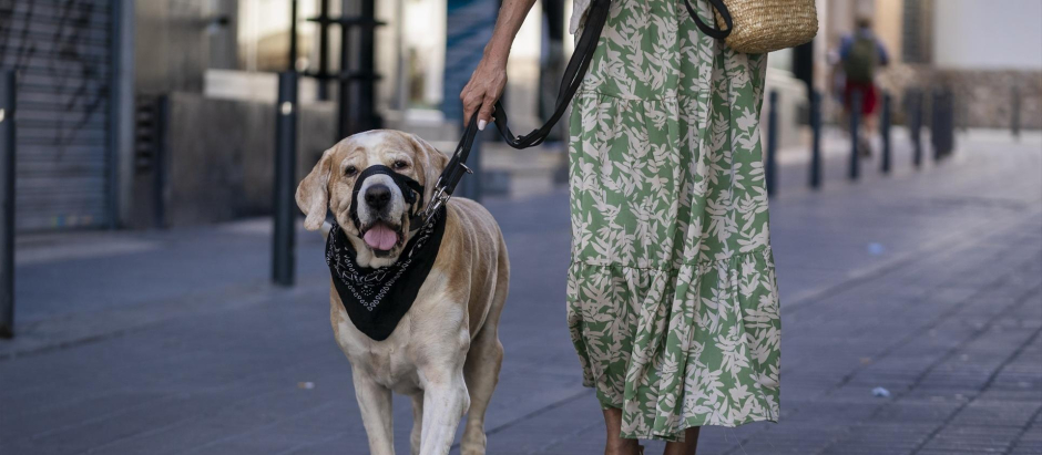 Una mujer pasea a un perro en Madrid