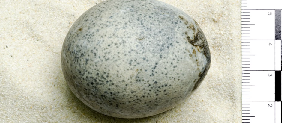 El huevo de 1.700 años descubierto en 2010