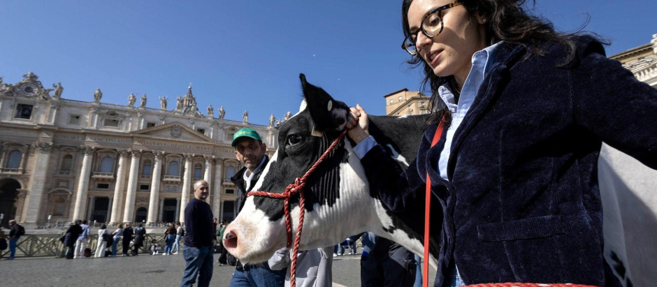 La vaca Ercolina entrando a la plaza de San Pedro, en Roma