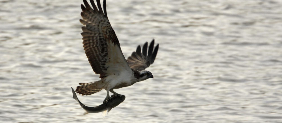 Un águila pescadora vuela con una presa