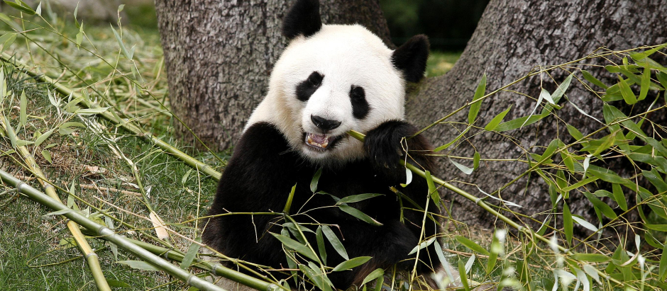 Uno de los osos panda que devolverá Madrid a China