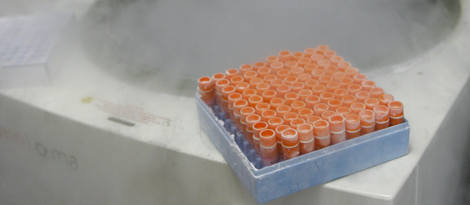 Células madres embrionarias en un laboratorio